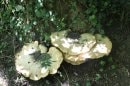 Champignons St Jacques
